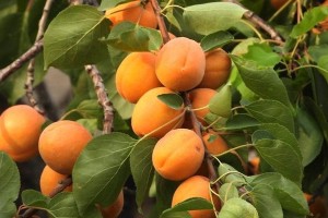 如何种植黄杏籽？（黄杏籽种植方法及注意事项）