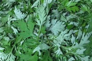 艾叶水可以浇兰花吗？解析浇灌兰花的正确方式