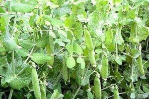 豌豆的最佳播种时间（让你在种豌豆时不再迷茫）