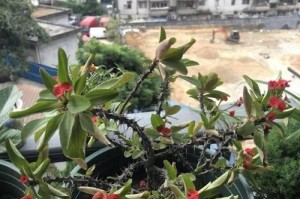 铁海棠修剪技巧（打造健康有形的铁海棠）
