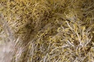韭菜发芽出土全过程详解（从播种到出土全程解析，科学种植从现在开始！）