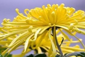 菊花的花语与寓意（揭示菊花的千姿百态及象征内涵）