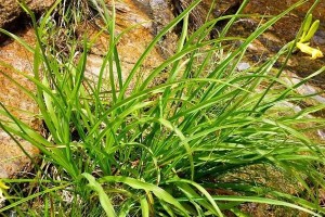 探究蔬菜的植物分类（大多数蔬菜属于哪类植物？探索植物界的奥秘）