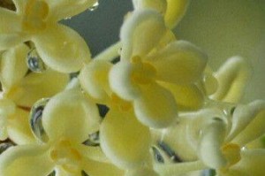 如何正确换土养护桂花（时间、方法、注意事项一文解决）