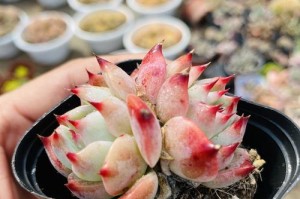 多肉吉娃娃养护指南（打造健康生长的小清新植物世界）