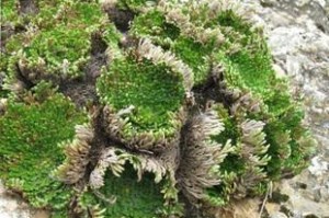 探秘回阳草，一种极具药用价值的中药材（从命名、药用功能到市场前景，全面解读回阳草）