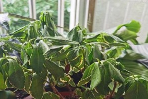 巧妙处理巴西木叶发黄问题（让植物健康生长的秘密大揭秘！）