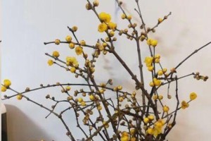 如何修剪腊梅花（腊梅花修剪方法，轻松打造美丽花园）