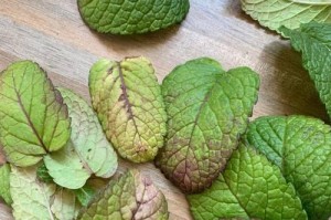 探秘明日草的药用价值（从明日草的种类、特点、功效与应用等方面逐一解析）