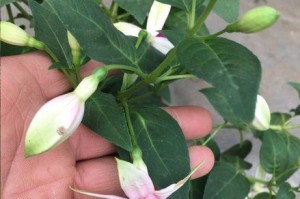 如何选择适合倒挂金钟的盆（小盆还是大盆，你该如何选择？）