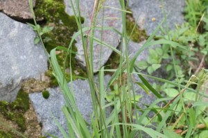 禾本科植物全面解析（从分类、特征到应用，揭秘禾本科植物的奥秘）