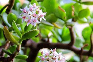 玉树养护技巧，助你快速成长（如何养护玉树，让它茁壮成长？）