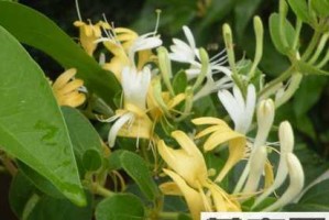 金银花的养殖技巧（经常浇水是关键，让金银花生机勃勃）