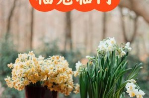 水仙花盛开时间分析（探究水仙花期及其影响因素）