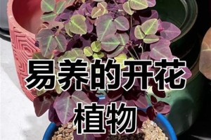 红花酢酱草养护指南（打造迷人花坛，关键是养护有方）