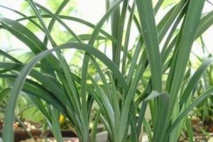 兰花开花时间及养护小技巧（探秘兰花花期、水肥管理等养殖知识）