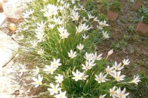 韭兰叶子的冬季变化（冬季韭兰叶子的变色及其适应策略）