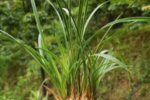 如何养殖矮种兰花？（详细介绍矮种兰花的养殖方法）