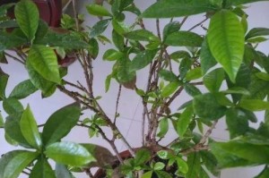 栀子花叶子发黄怎么处理与补救方法（栀子花叶子发黄的原因分析及有效处理措施）