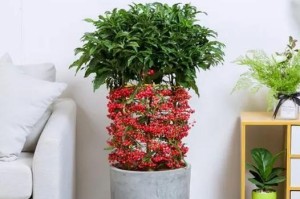 富贵子花期及生长特点（富贵子花期、开花时间、生长环境及养护方法）