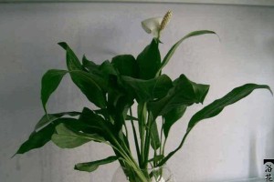 白掌怎么养殖更旺盛（学会这些技巧，让你的白掌茁壮成长）