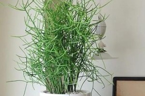 家里养光棍树吉利不吉利？（它的栽种有讲究吗？）