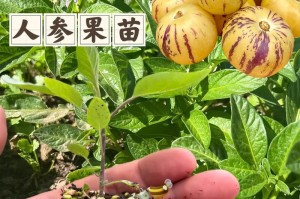人参的播种时间及注意事项（掌握合适的时间，获得更好的收成）