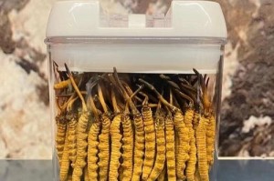 虫草根茎能否食用？（探究虫草根茎的营养和食用方式。）