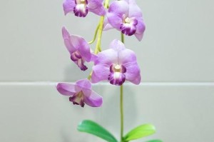 如何让蝴蝶兰早日开花？（蝴蝶兰开花的时间和条件）