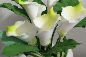 马蹄莲为什么不开花？（解析马蹄莲不开花的原因及解决方法）