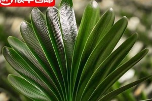 南方冬季花卉种植指南（打造四季花海，让冬天也充满生机）