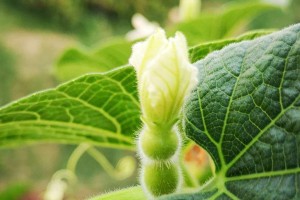 葫芦的生长过程及成熟时间（从坐果到成熟，葫芦需要多少天？）