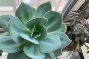 从绿到白，多肉变白的秘诀揭秘（探寻多肉植物变白的奥秘，打造独一无二的白色花园）