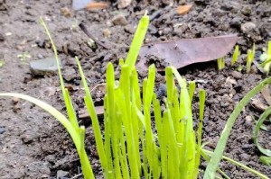 韭菜种子发芽和出土全过程详解（从播种到出土，一步步教你种植韭菜的技巧）