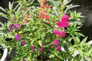凤仙花的四季养护之浇水秘籍（春夏秋冬需知，水分不可少）