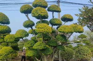 女贞树的神奇功效（揭秘女贞树的抗氧化、美容养颜、强身健体等多重益处）