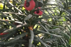 红豆杉的繁殖方法与注意事项（掌握繁殖技巧，让红豆杉更茂盛）