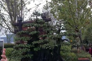 盆栽黄圣果的种植技巧（打造居家室内绿色景观，一起种植盆栽黄圣果）