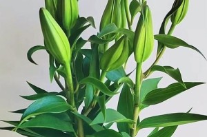 百合花的养护指南（了解百合花养护技巧，打造美丽花园）