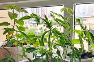 含羞草种子种植全攻略（让你轻松种出可爱的含羞草）