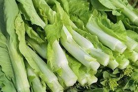 大白菜施肥指南（选择合适肥料，让大白菜茁壮成长）