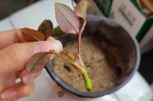 插枝繁殖花椒树的技巧（掌握这些方法，让花椒树插枝也能活得更好！）