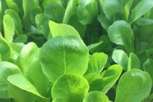 春天可以种白菜吗？（探究白菜春天种植的可行性）