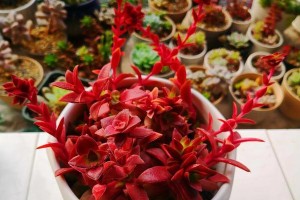 赤鬼城多肉养殖秘籍（从入门到高级，打造美丽多肉花园）