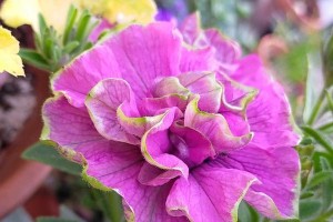 2021年牛年好买什么花？（春节佳节选花知识一览）