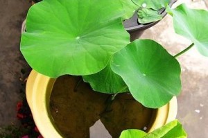 碗莲分株全攻略（一步步教你如何繁殖好碗莲）