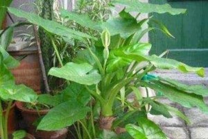 滴水观音的肥料选择（如何选择适合滴水观音的肥料）