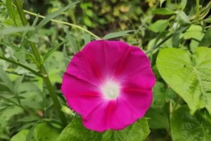 牵牛花的营养和用途（探究牵牛花是否可以食用及其多种营养价值）