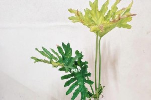 龙鳞春羽的养殖方法和注意事项（打造高品质的龙鳞春羽）