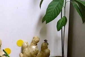 生姜生芽能吃吗？一起来了解一下！（能吃的生姜生芽怎么处理？-生姜的秘密揭秘）
